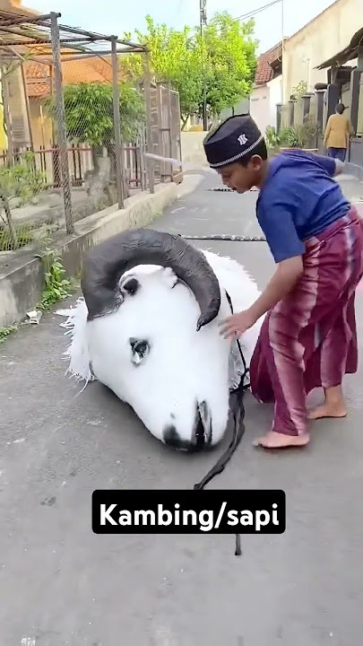 itu kambing / sapi ?#shortvideo