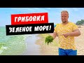 Грибовка. Зеленое море! Водоросли. Широкий пляж. Жилье, цены. Обзор курорта Грибовка