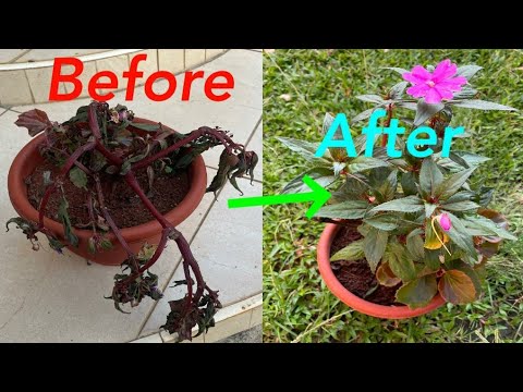 How to quickly bring a dying Impatiens plant back to life hqdefault