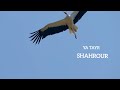 Shahrour Ya Tair شحرور ياطير 2026 Official Music Video 