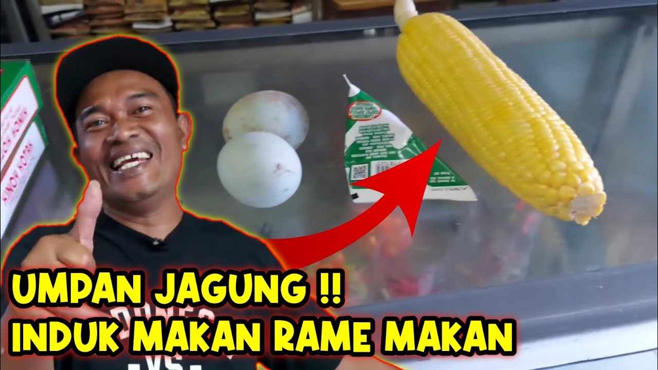 Tutorial Umpan Jagung || Test Kolam Pemancingan Ikan Mas