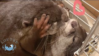 双子のカワウソ、寝ぐずりで互いの顔をぐちゃぐちゃにする！　Otter Twins hug each other before they sleep