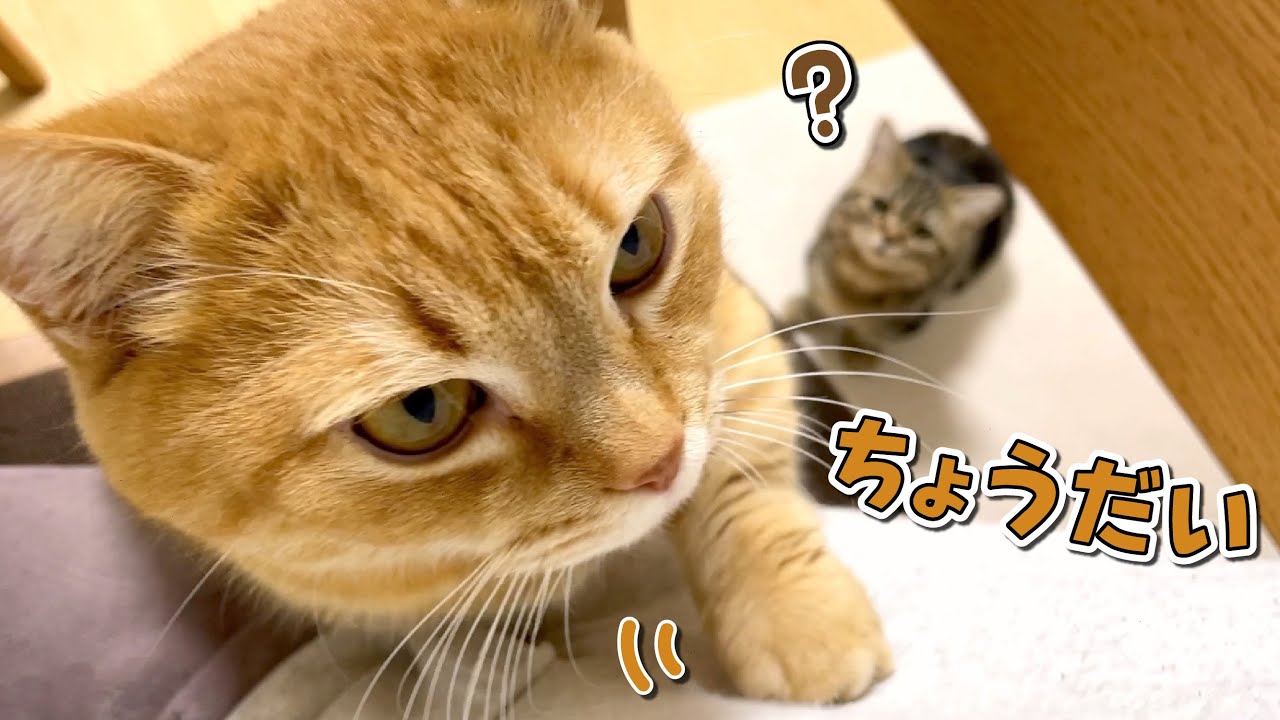 子猫に向かって「ごはん」と言ったつもりがこうなりました！笑 - YouTube