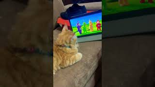 Kucing Suka Nonton cat funny nemomycat teletubbies