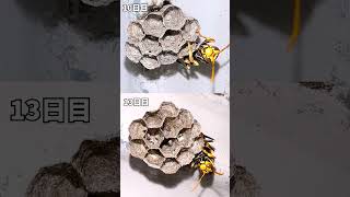 卵の巣房に突如現れた謎の水滴！？ヤバめの蜂 観察日記13日目。私は京都の週末養蜂家！ #Shorts