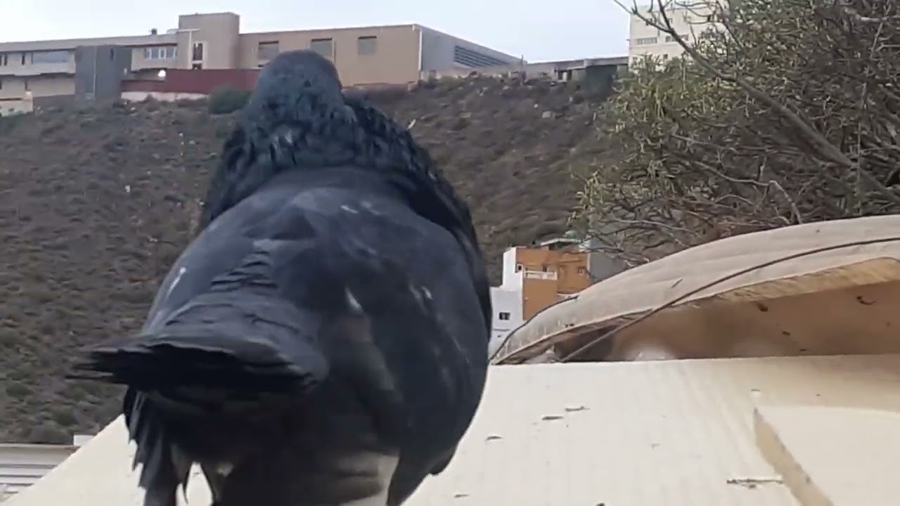 palomas buchon moroncelo ✌  pareja con buen celo están cañón los palomos como vuelan uffff 2024