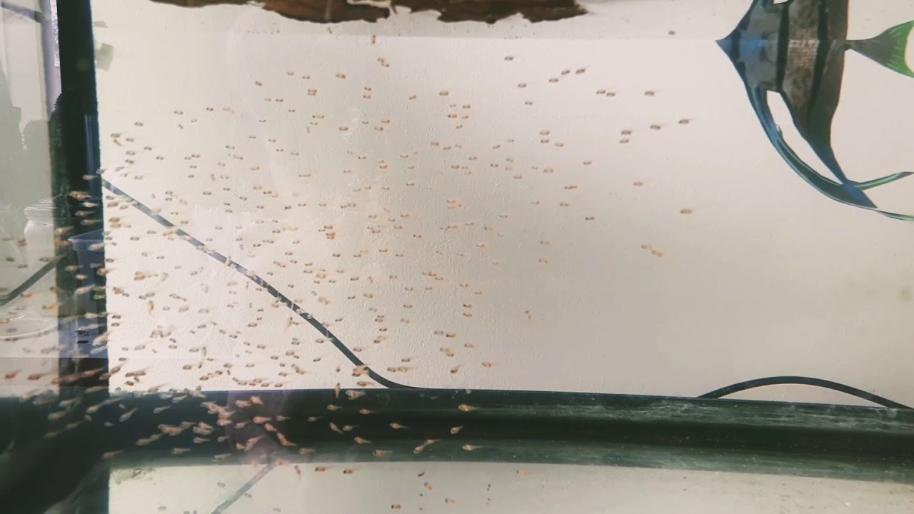 Pterophyllum " Rio Nanay" fry