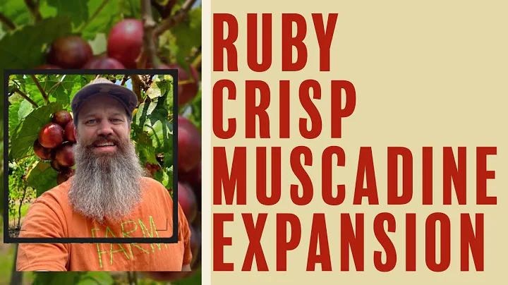 Ruby Crisp Muscadine Expansion Part 3 - EP 108   #...