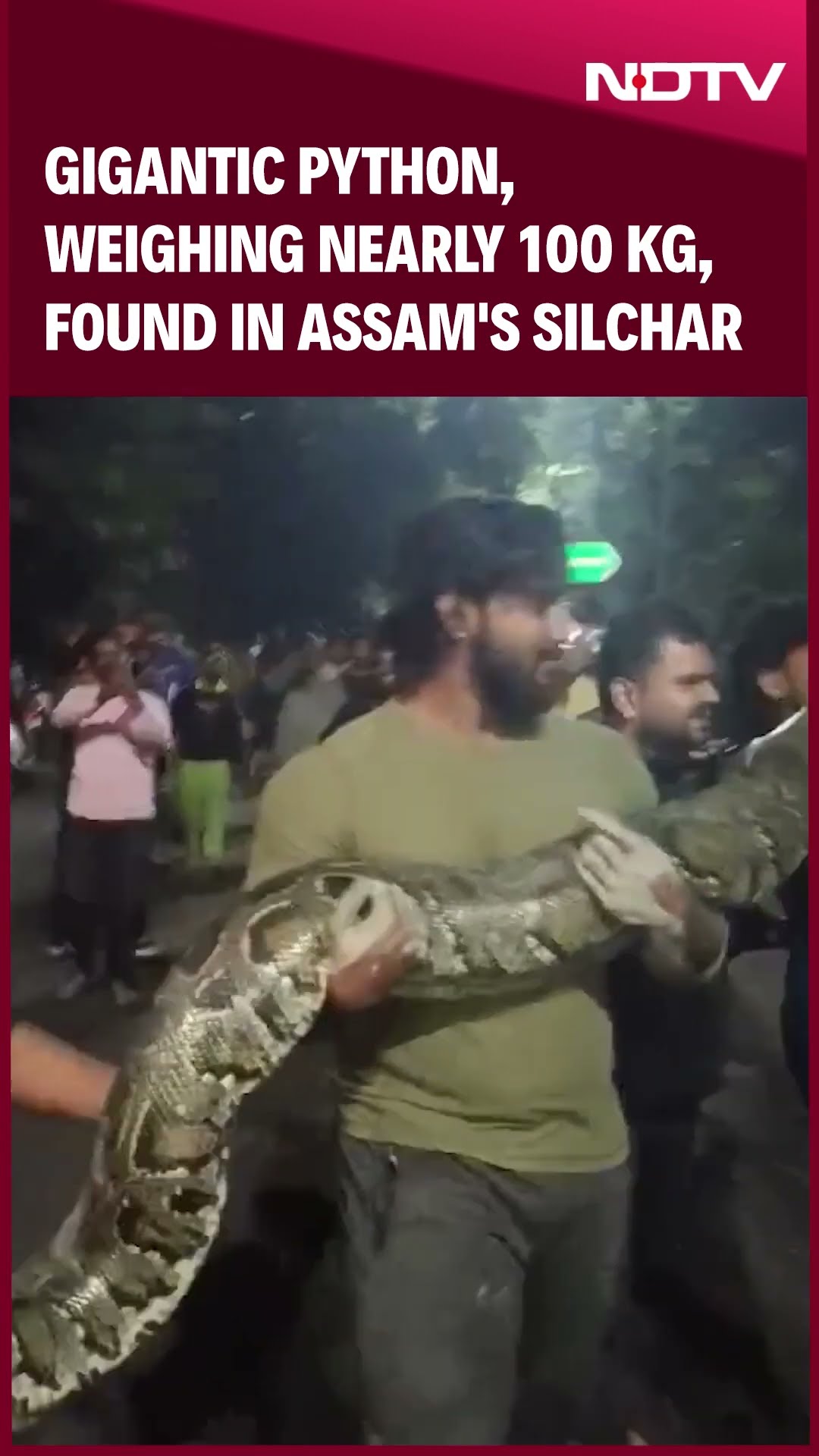 Gigantic Python, Weighing Nearly 100 Kg, Found In Assam's Silchar