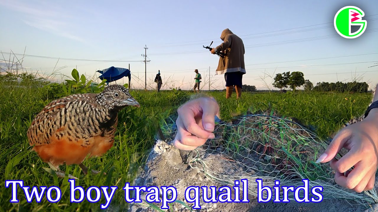 DIY Bird Trap Technology - Trapping Quail Bird Using Net Trap With Creative Boys