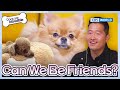 Can We Be Friends? 😅 [Dogs are incredible : EP.201-1] | KBS WORLD TV 240109