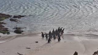 Released African Penguins Head Straight for the Ocean