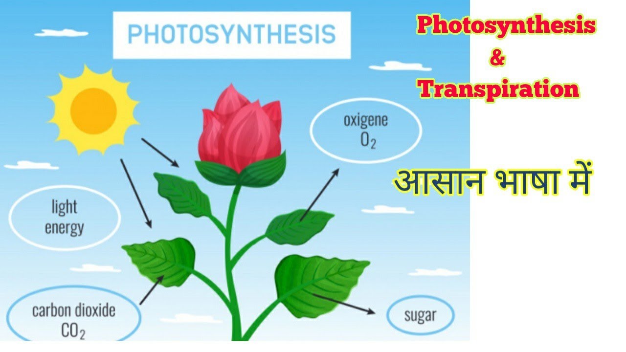 what is the hindi meaning of word photosynthesis