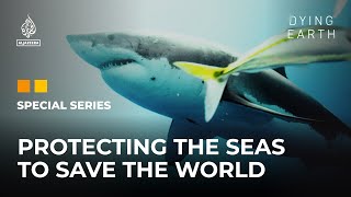 The Last Shark: Protecting the seas to save the world | Dying Earth: E6 | Featured Documentary