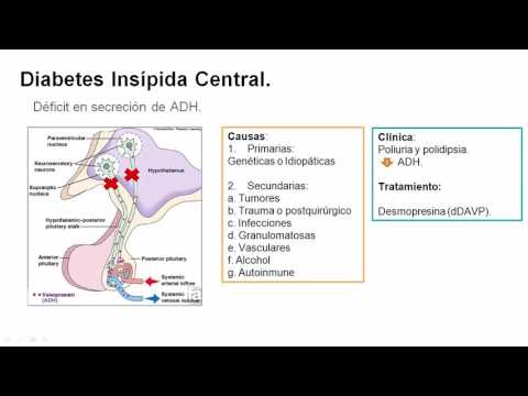 Vídeo: Diferencia Entre Diabetes Insípida Y Diabetes Mellitus