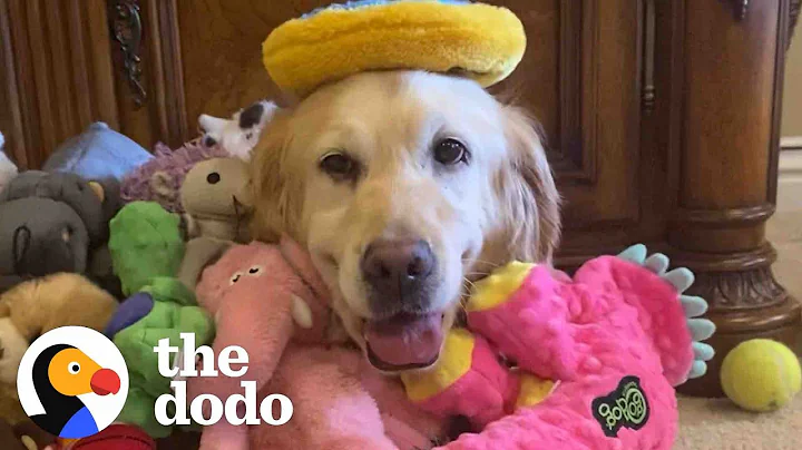Golden Retriever Rescued From Puppy Mill Treats He...