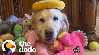 Den Retriever Rescued From Puppy Mill Treats Her First Toy Like A Baby The Dodo Foster Diaries