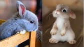 Cute Baby Rabbits Doing Funny Things Best Of Baby Bunnies Compilation Youtube