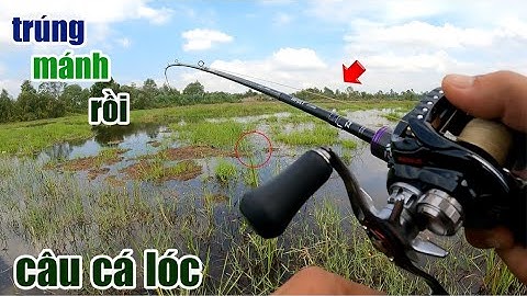 Câu Lure Cá Lóc ● Trúng Mánh Bầy Cá Lóc Trong Đám Cỏ Cá Táp Liên Tục | Tâm Râu Vlog #184
