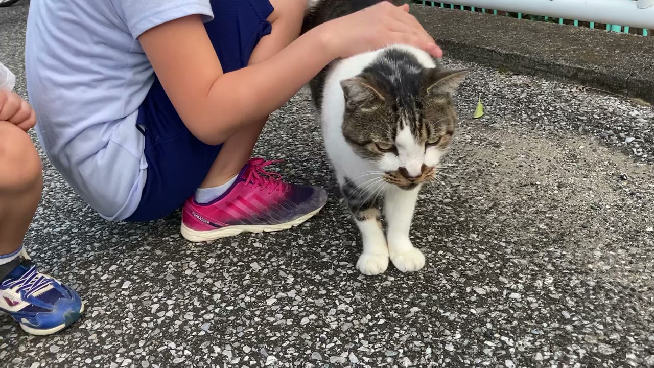 かわいいでぶ猫ちゃん 子どもにもなついてくれました 少し痩せた Youtube