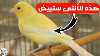 كيف تعرف أن أنتى الكناري ستبيض/ علامات تظهر تأكد أن الأنتى قريبة من وضع البيض