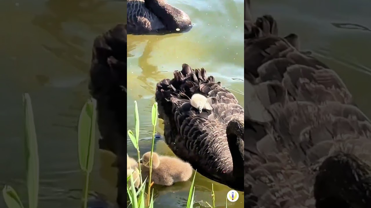 Baby swans riding VIP-style on mom’s back!🦢💤