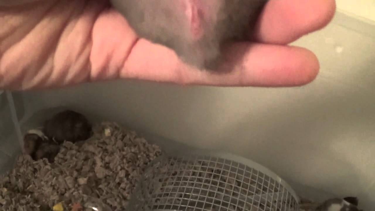 Kostenlose sex videos hamster - 🧡 Sexing older baby hamsters - YouTube.