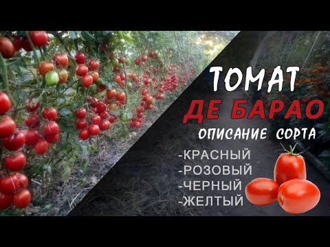 Бейне: Соя-томат глазурі бар сазан