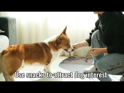 LUCKYPAW Soft Velcro Dog Muzzle - How to Fit and Use