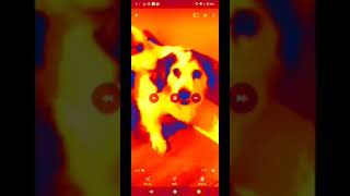 Preview 1280 Dogs Crack Super Effects 1
