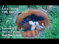 Live from the trevor zoo  episode 302 red panda birth