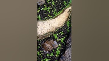 Monte Carlo Dry Start (Week 2)