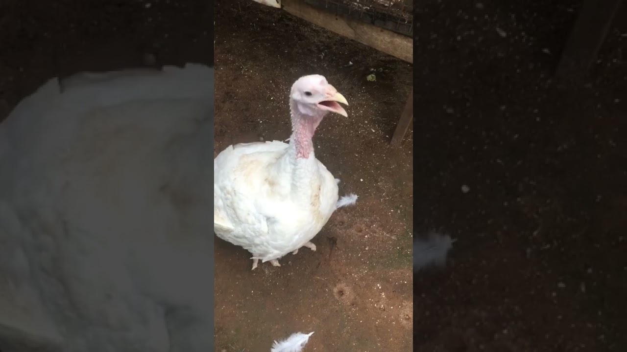 Hybrid Turkeys Jumbo Size