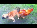 dog and a chicken (very rare sight of a dog and a chicken. )