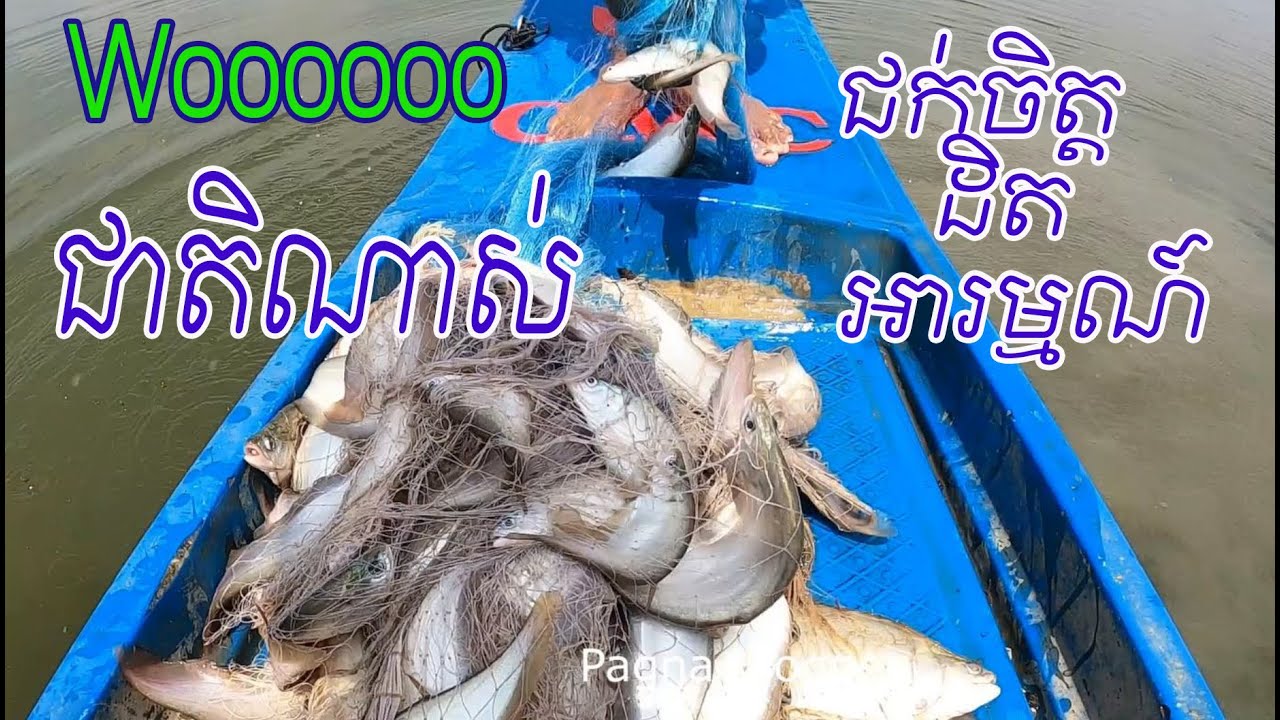 Unbelievable catch | មិនធម្មតាទេលើកនេះ Amazing Traditional Cast Net Fishing 2025 | #642