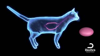 What is Feline Hyperthyroidism?