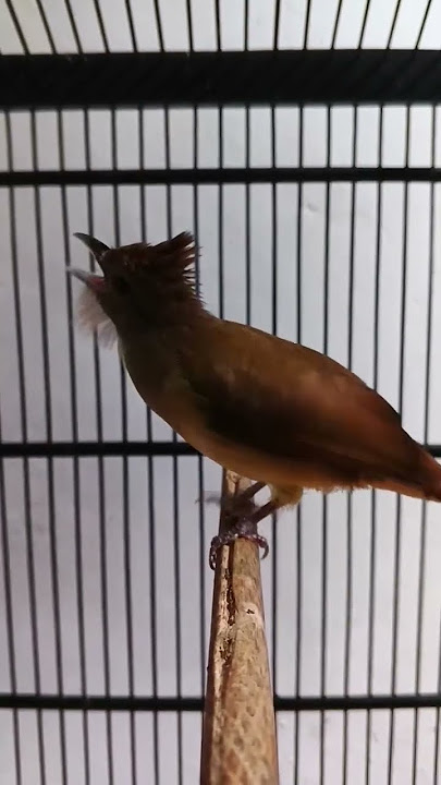 Pancingan dan Masteran Cucak Jenggot Gacor Suara Kasar Untuk Materi isian Burung Lomba Kicau Mania