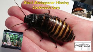 Giant Madagascar Hissing Cockroach Care Guide