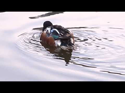 Northern Shoveler   Slobeend    Leiderdorp   The Netherlands   Luuk Punt 180303 2