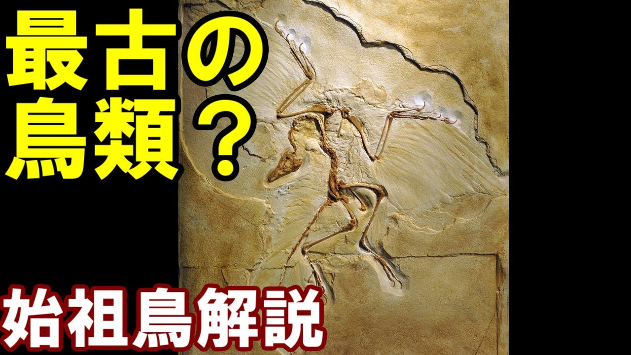 【ゆっくり解説】始祖鳥【ゆっくり恐竜解説傑作選】