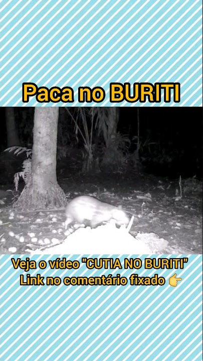Natureza selvagem em ação: paca comendo polpa do fruto do buriti #natureza #selvagem #paca