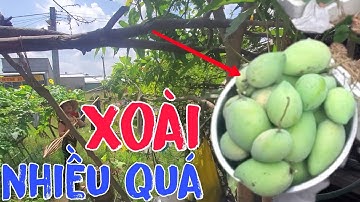 Hái Xoài Cát Hòa Lộc Sau Nhà | Khôi Miền Tây #28