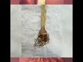 Turmeric crop disease 