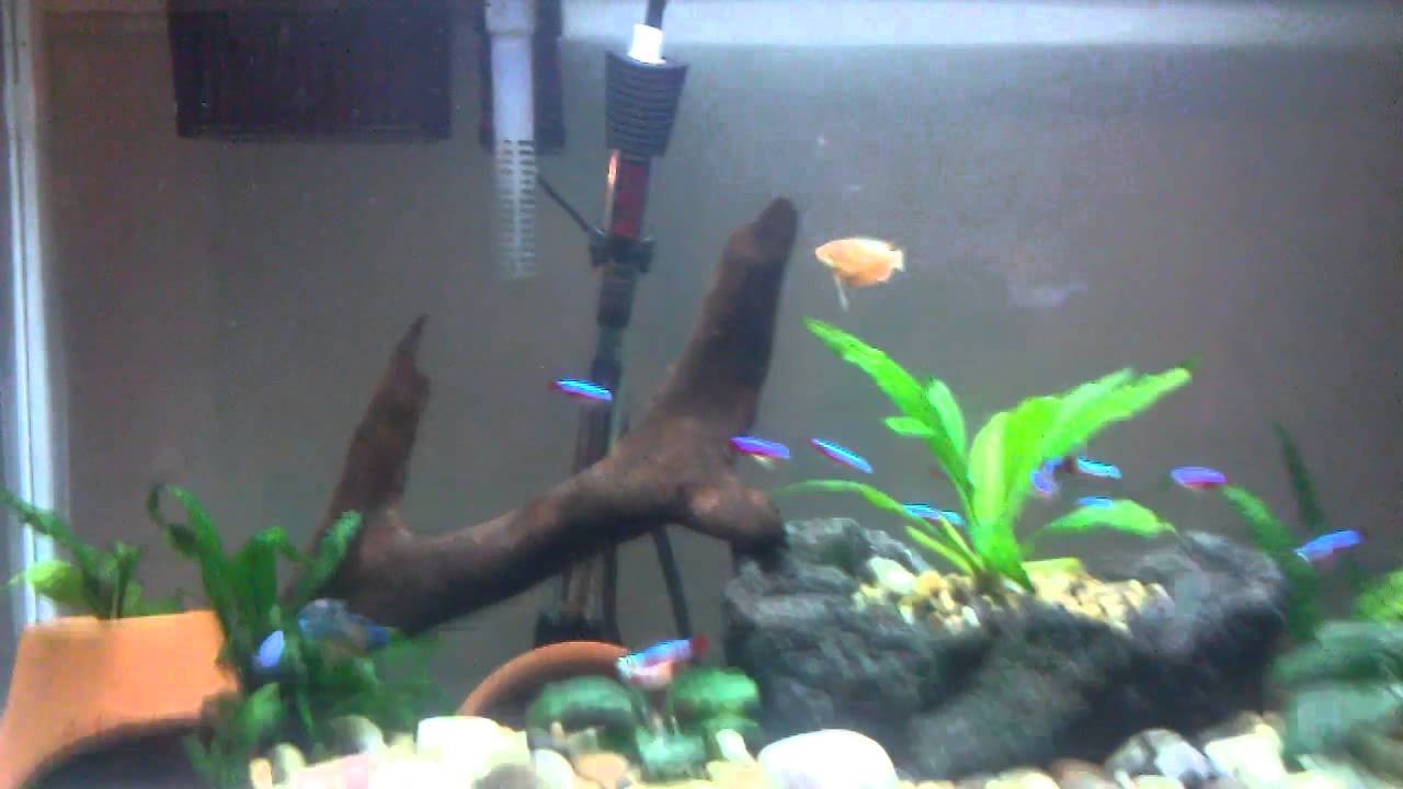 20 gallon sand bottom freshwater aquarium YouTube