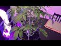 Budget Grow Update (Part 5)