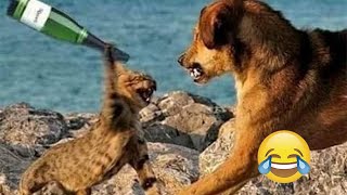 Funniest Cats 😹 - Don't try to hold back Laughter 😂 - Funny Cats Life