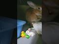 🐤🐰Wat-a-be🌿 #bunnyfluff 🐇🤍 #cockatoolove 🐥💛🧡