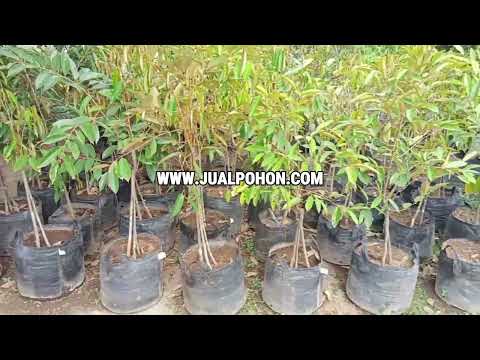 Mulai Tanam Pohon Durian Duri Hitam Kaki 3 , Siap Panen dalam Waktu Singkat!