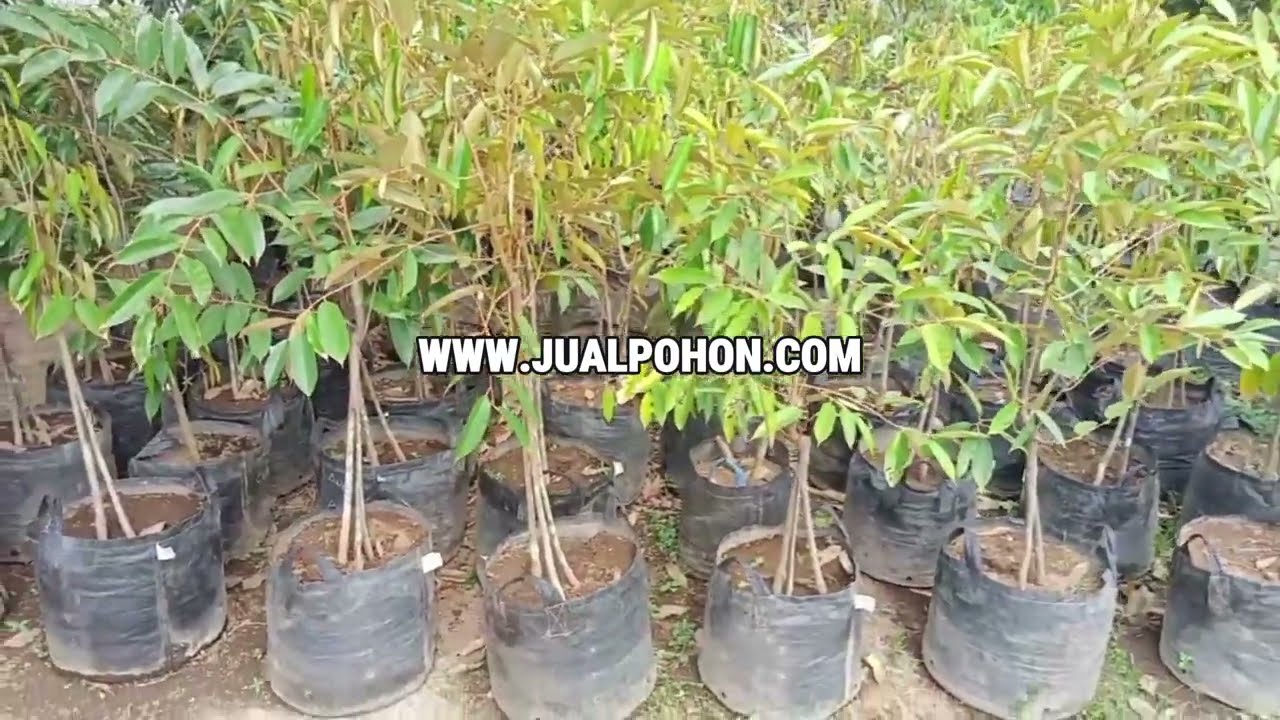 Mulai Tanam Pohon Durian Duri Hitam Kaki 3 , Siap Panen dalam Waktu Singkat!