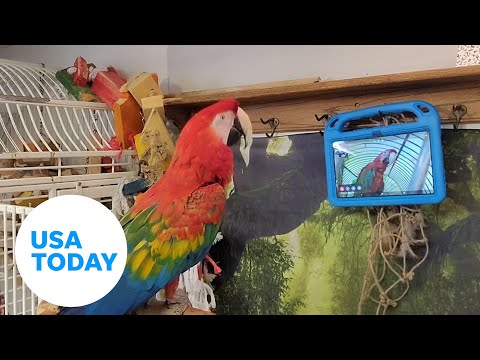 Parrots learn to video-call each other to improve socialization | USA TODAY